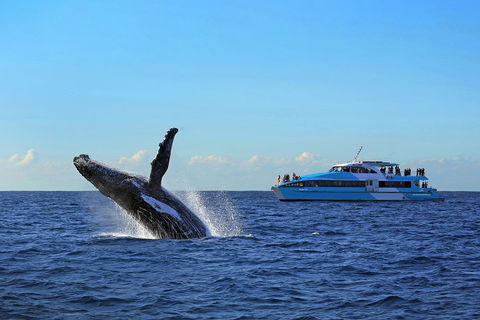 Sydney Whale-Watching Cruise - Sunshine Coast Tourism 5