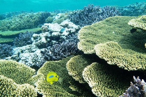 Abrolhos Islands Scenic Flight & Snorkel Adventure From Perth - Holiday Sunshine Coast 4