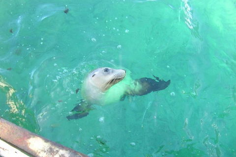 Abrolhos Islands Scenic Flight & Snorkel Adventure From Perth - Holiday Sunshine Coast 5