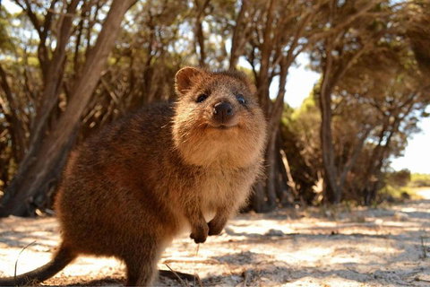 Pinnacles & Rottnest Island Scenic Air & Ground Tour - Holiday Sunshine Coast 0