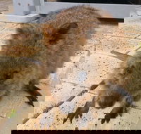 Wave Rock Pinnacles and Rottnest One Day Aeroplane Tour - Sunshine Coast Tourism