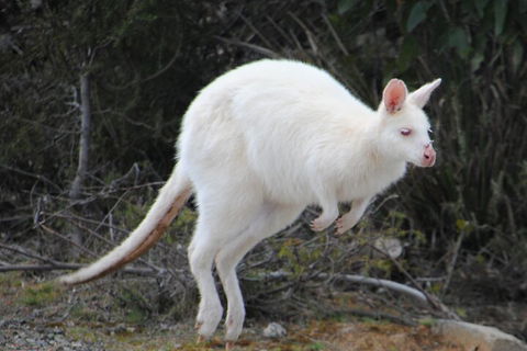 Small-Group Day Trip From Hobart To Bruny Island - Sunshine Coast Tourism 2