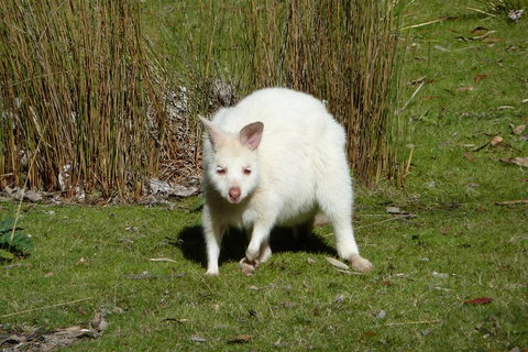 7-Day Super Value Tour Of Tasmania: Explore Tasmania's West And East Coasts - Holiday Sunshine Coast 1