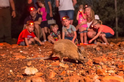 Alice Springs Desert Park Nocturnal Tour - Holiday Sunshine Coast 1