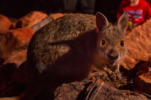 Alice Springs Desert Park Nocturnal Tour - Holiday Sunshine Coast 3