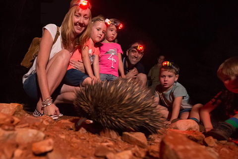Alice Springs Desert Park Nocturnal Tour - Holiday Sunshine Coast 5