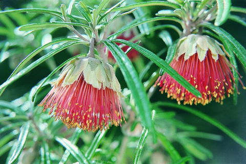 Full-Day Pinnacles Desert And Yanchep National Park Tour From Perth - Sunshine Coast Tourism 1