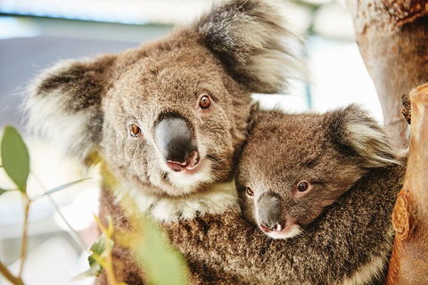 Full-Day Pinnacles Desert And Yanchep National Park Tour From Perth - Sunshine Coast Tourism 5