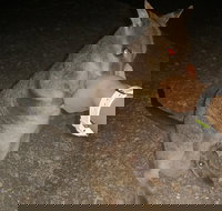 Private Tour to Paronella Park Historic Village Herberton and wild life Wallaby - Sunshine Coast Tourism