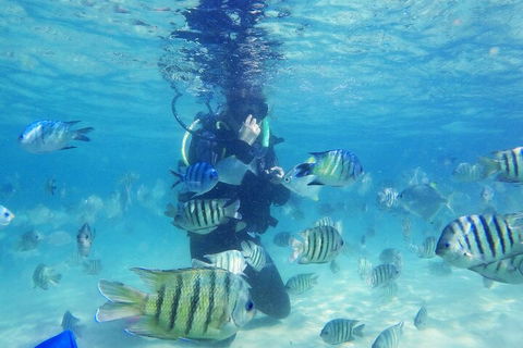 Adventure Moreton Island Scuba Dive Tour - Sunshine Coast Tourism 1