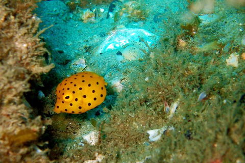 Wave Break Island Scuba Diving On The Gold Coast - Holiday Sunshine Coast 3