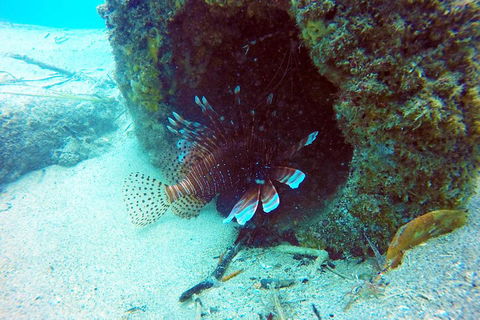 Wave Break Island Scuba Diving On The Gold Coast - Holiday Sunshine Coast 5
