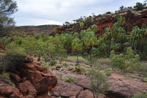 Palm Valley And Hermannsburg 1 Day 4WD Tour - Sunshine Coast Tourism 4