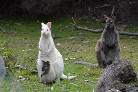 Full-Day Guided Bruny Island Tour From Hobart - Sunshine Coast Tourism 0
