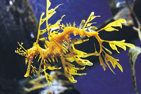 SEA LIFE Melbourne Aquarium Admission Ticket - Sunshine Coast Tourism 0