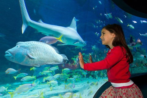 SEA LIFE Melbourne Aquarium Admission Ticket - Sunshine Coast Tourism 1