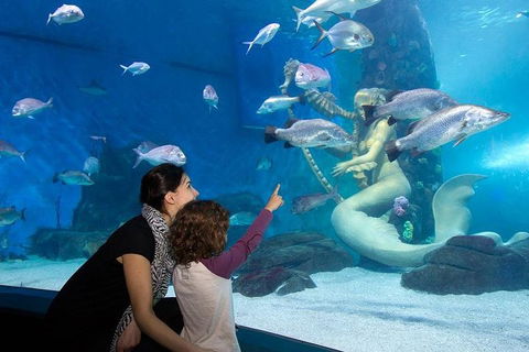 SEA LIFE Melbourne Aquarium Admission Ticket - Sunshine Coast Tourism 4
