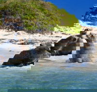 Dolphin Penguin and Sea Lion Cruise - Sunshine Coast Tourism