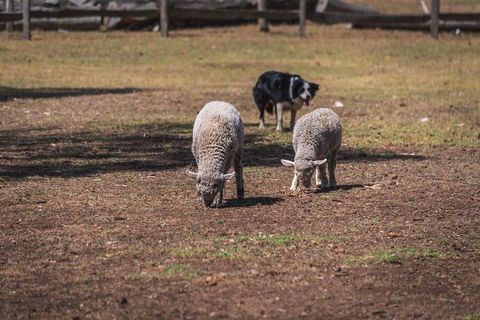 Small-Group Phillip Island Penguin Parade Day Tour From Melbourne - Sunshine Coast Tourism 2