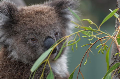 Small-Group Phillip Island Penguin Parade Day Tour From Melbourne - Sunshine Coast Tourism 4