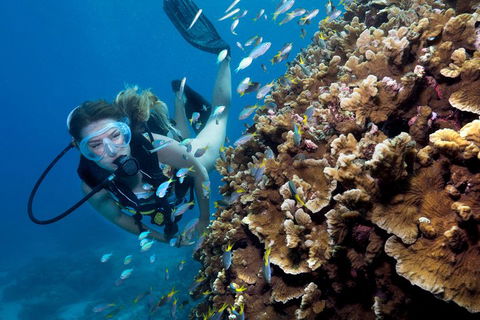 Great Barrier Reef Diving And Snorkeling Cruise From Cairns - Sunshine Coast Tourism 1