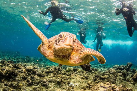 Great Barrier Reef Diving And Snorkeling Cruise From Cairns - Sunshine Coast Tourism 3