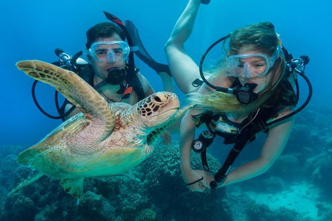 Great Barrier Reef Diving And Snorkeling Cruise From Cairns - Sunshine Coast Tourism 4