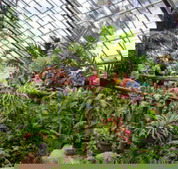 Australian Butterfly Sanctuary - Sunshine Coast Tourism