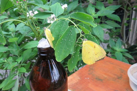 Australian Butterfly Sanctuary- Virtual Interactive Tour With Private Guide - Holiday Sunshine Coast 0