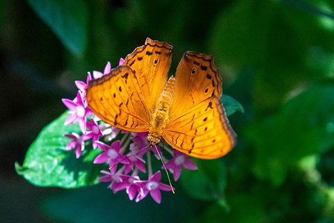 Australian Butterfly Sanctuary- Virtual Interactive Tour With Private Guide - Holiday Sunshine Coast 3