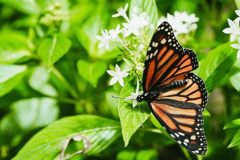 Australian Butterfly Sanctuary- Virtual Interactive Tour With Private Guide - Holiday Sunshine Coast 4