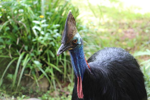 Kuranda Rainforestation Nature Park Ticket (BNP) - Sunshine Coast Tourism 3