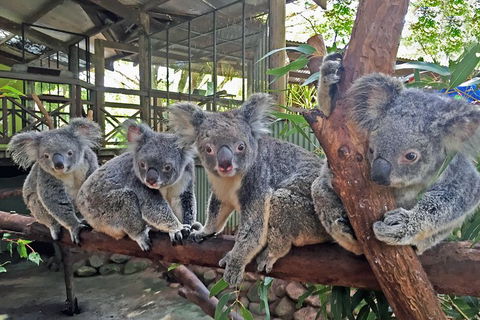 Kuranda Rainforestation Nature Park Ticket (BNP) - Sunshine Coast Tourism 4