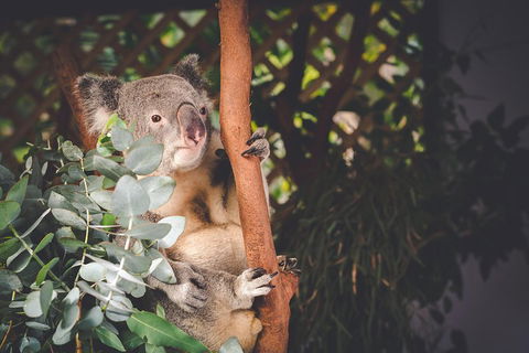 Small-Group Blue Mountains Day Trip From Sydney With Wildlife Park - Sunshine Coast Tourism 2