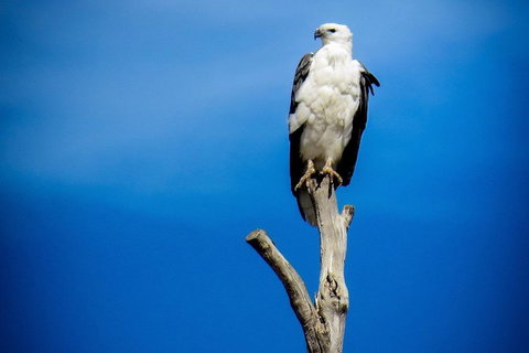 Kangaroo Island 75-Minute Ocean Safari - Holiday Sunshine Coast 0