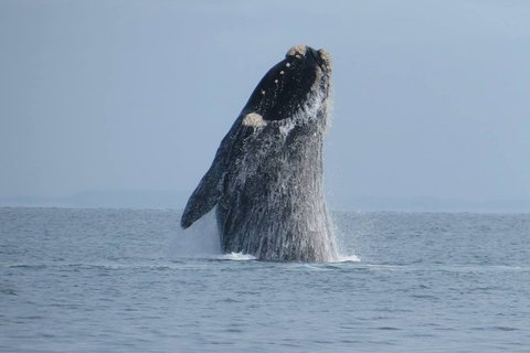 Kangaroo Island 75-Minute Ocean Safari - Holiday Sunshine Coast 2