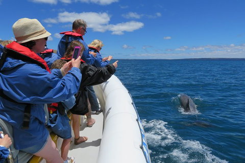 Kangaroo Island 75-Minute Ocean Safari - Holiday Sunshine Coast 3