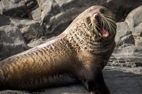 Kangaroo Island 75-Minute Ocean Safari - Holiday Sunshine Coast 5