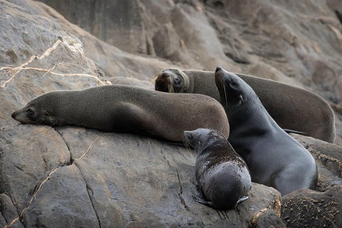 Kangaroo Island Ocean Safari - Snorkeling Safari - Holiday Sunshine Coast 0