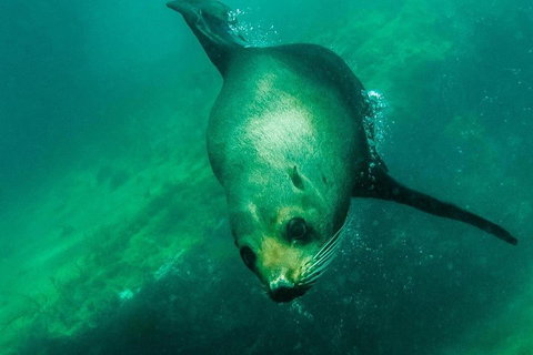 Kangaroo Island Ocean Safari - Snorkeling Safari - Holiday Sunshine Coast 1