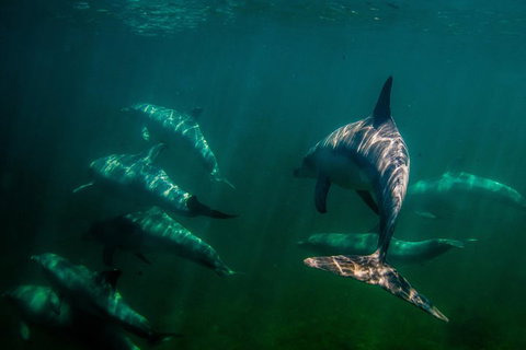 Kangaroo Island Ocean Safari - Snorkeling Safari - Holiday Sunshine Coast 2