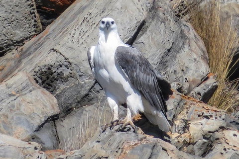 Kangaroo Island Ocean Safari - Snorkeling Safari - Holiday Sunshine Coast 4
