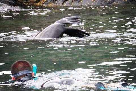 Kangaroo Island Ocean Safari - Snorkeling Safari - Holiday Sunshine Coast 5