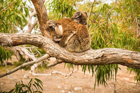 10 Day Perth To Adelaide Private Tour - The Great Australian Wilderness Journey - Sunshine Coast Tourism 4