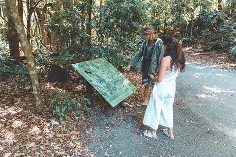 Springbrook AndTamborine Rainforest Tour Incl Natural Bridge And Glow Worm Cave - Holiday Sunshine Coast 5