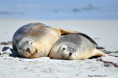 NEW TOUR - Kangaroo Island Road To Recovery Tour (1 Day/1 Night) - Sunshine Coast Tourism 1