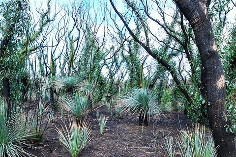 NEW TOUR - Kangaroo Island Road To Recovery Tour (1 Day/1 Night) - Sunshine Coast Tourism 3