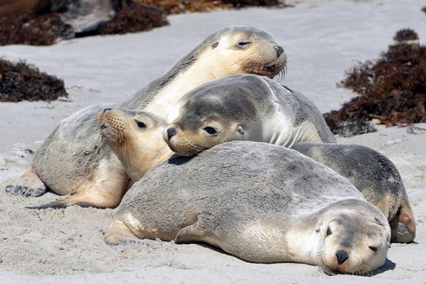 Small-Group Kangaroo Island 4WD Tour From Adelaide - Holiday Sunshine Coast 1