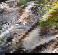 Kuranda Koala Gardens and Birdworld Admission Tickets - Sunshine Coast Tourism