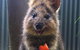 Kuranda Koala Gardens And Birdworld Admission Tickets - thumb 2